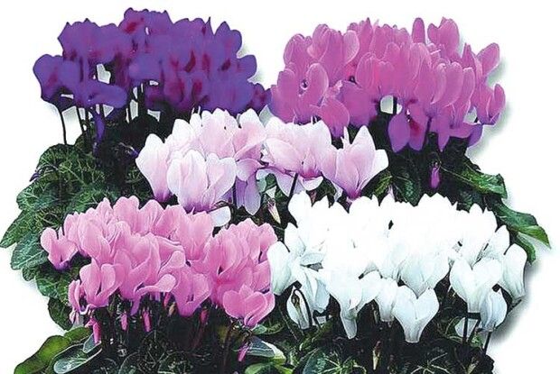 Цикламен можна «вмовити» цвісти