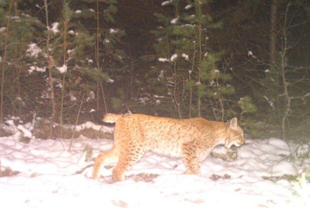 Рисі обрали Полісся