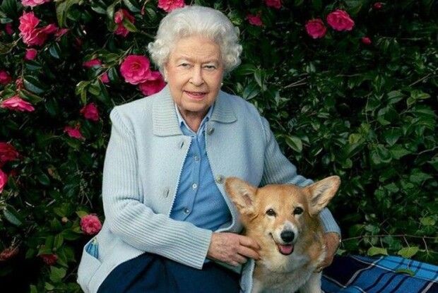 На Різдво кожен собака мав свою власну панчоху, яку наповнювала особисто Єлизавета ІІ                     