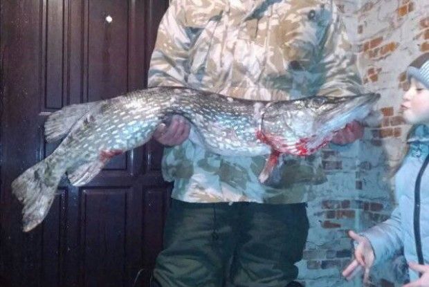 Турійчанин упіймав щуку в ріст дитини! (Фото)