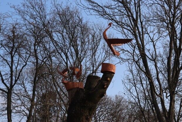 У місті на Волині на деревах з’явилися журавлі (Фото)