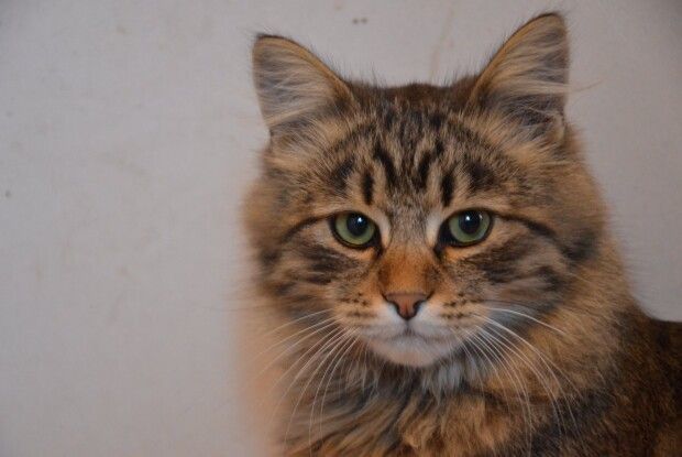 Котячі боги врятували волинського кота Пантелеймона: тепер йому шукають люблячих господарів (Фото)