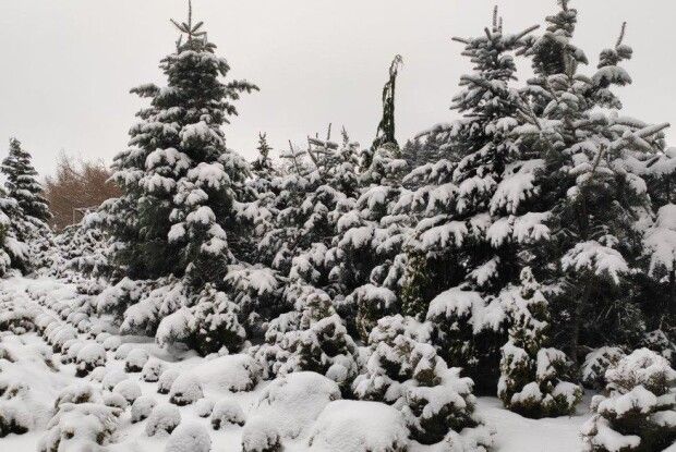 На Волині офіційно новорічну ялинку чи сосну за 100 гривень уже не купиш (Відео)