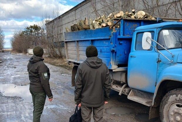 На Волині незаконно вирубали понад 200 дерев