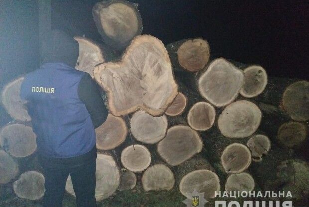Викрили організовану злочинну банду, яка вирубувала українські ліси: до її складу входили високопоставлені лісівники (Фото)