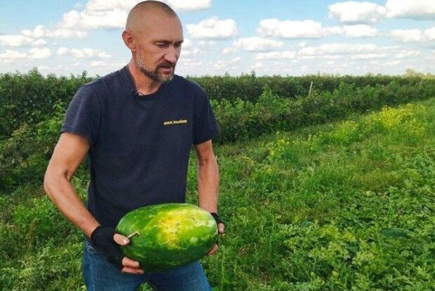 Як на Волині фермер вирощує кавуни