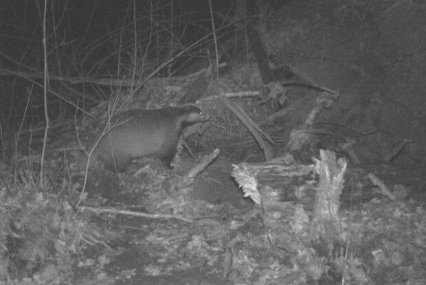 На Волині борсука «впіймали» в фотопастку