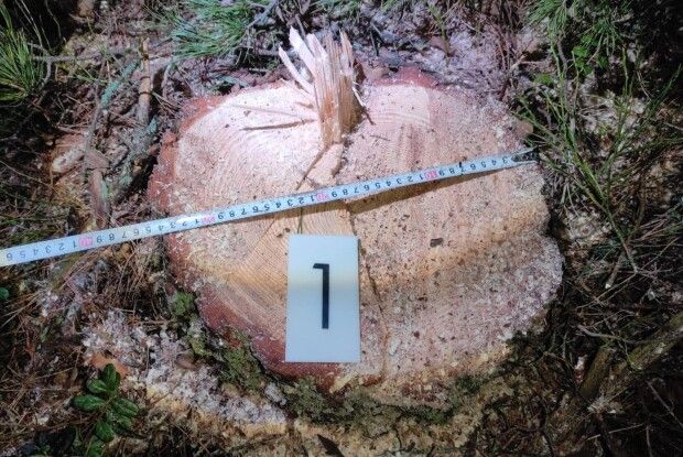 На Камінь-Каширщині два молодики зрізали три сосни (Фото)