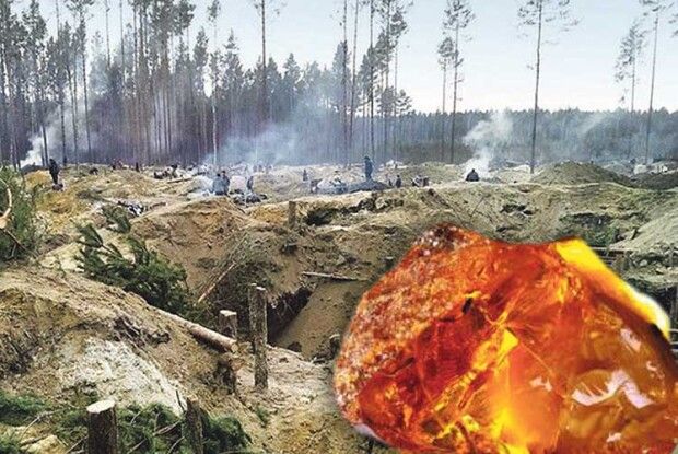 Війна за бурштиновий ліс: поліція проти державного підприємства