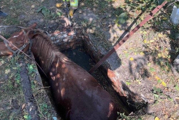 На Волині врятували коня та собаку, які потрапили до ям