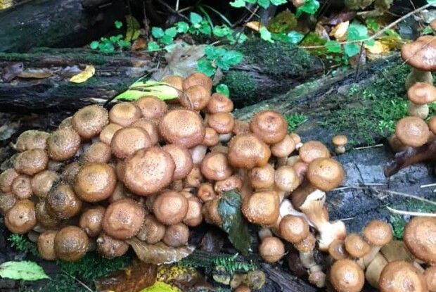 Волинянка назбирала повен кошик грибів там, де колись партизанили