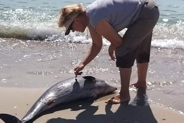 У Чорному морі знайшли чотирьох мертвих дельфінів: еколог пояснив, чому масово гинуть тварини