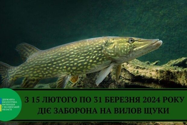 Щоб карась не дрімав: на Волині не можна буде ловити щуку
