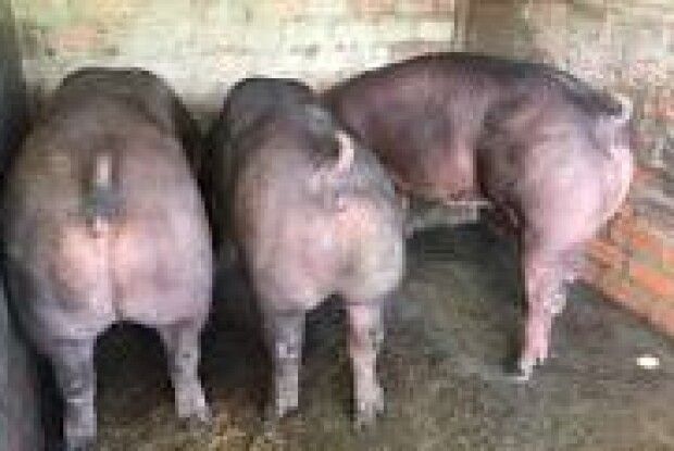 В Одеській області ввели карантин через африканську чуму свиней