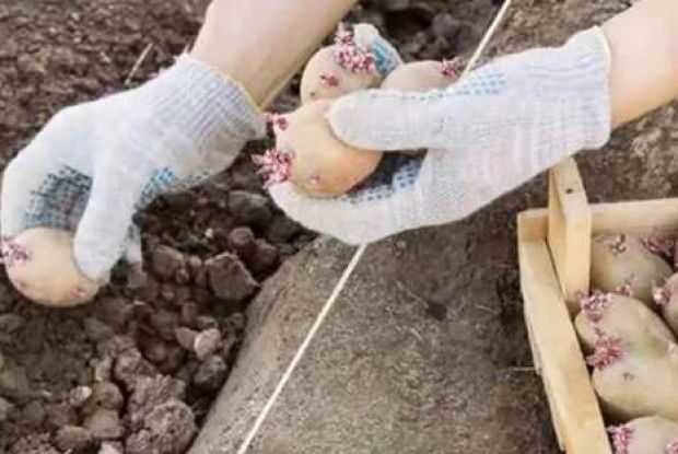 Секрети вирощування картоплі від міжнародного подружжя