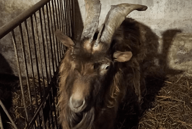 А вам потрібен цап? Віддають безплатно!