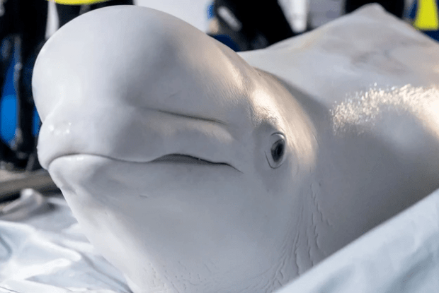 Зі скандального дельфінарію у Харкові евакуювали двох білух