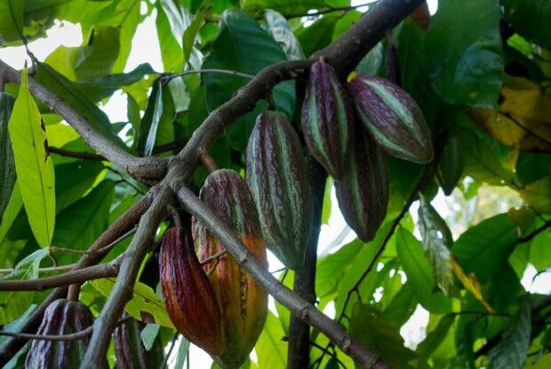 Генетикам вдалося виростити «супершоколад»