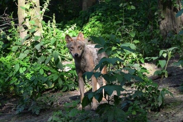 У маневицьких лісах чоловік ніс в ніс зіткнувся з вовком