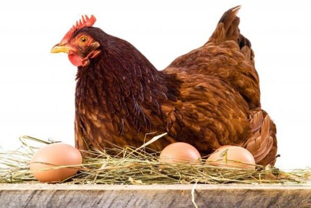 Найкращі яйця під квочку — середнього розміру