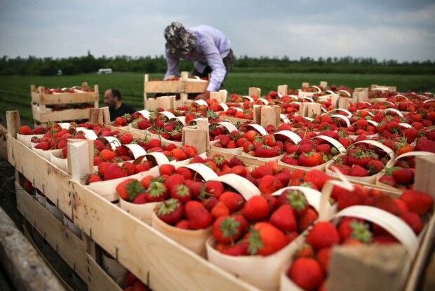 Європа закриває кордони для усіх, крім українських заробітчан: які професії користуються попитом