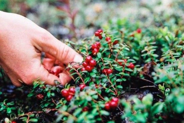 По журавлину – у Білорусь