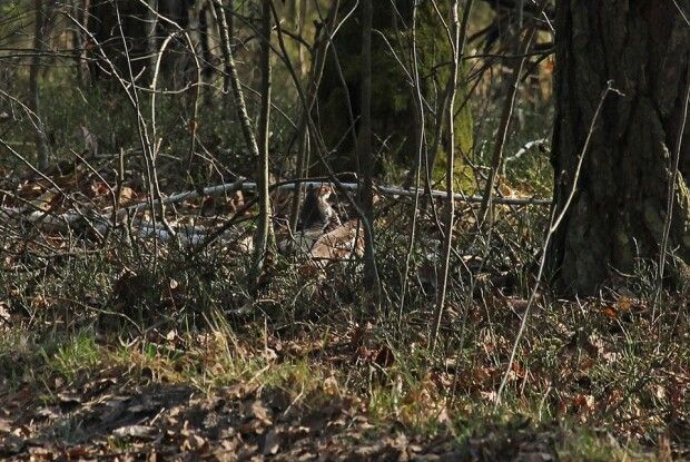 У Цуманській пущі самці орябків вже ганяють за самицями (фото)