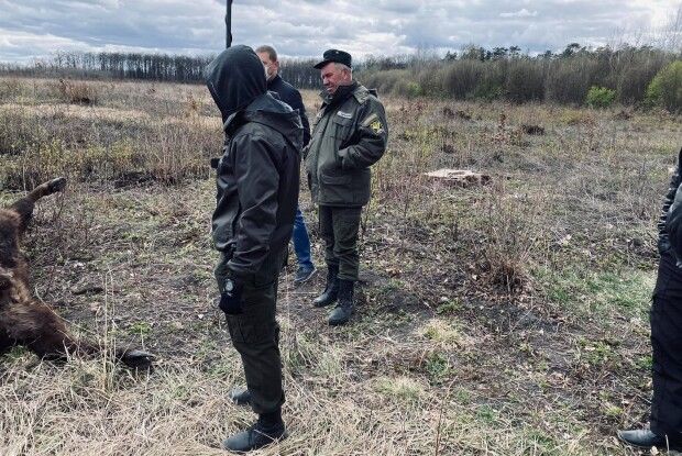 На Великдень браконьєри вбили самку зубра (Фото 18+)