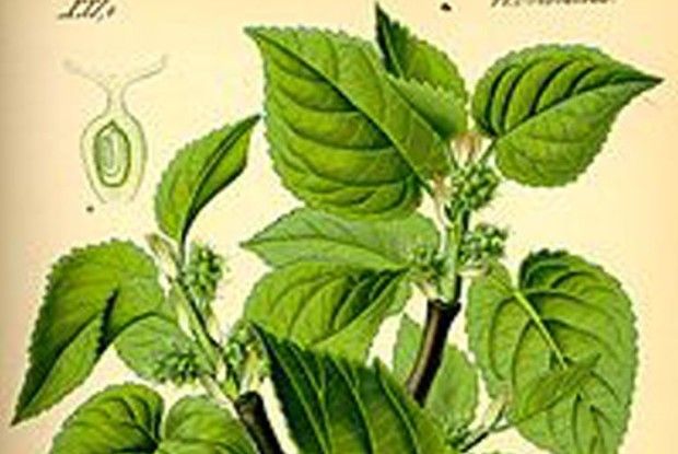 Шовковицю недооцінюємо. І даремно...