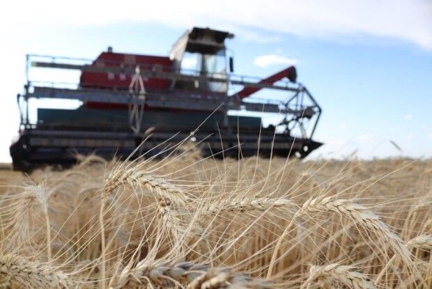 У Турійську закликають цілодобово охороняти хлібні поля