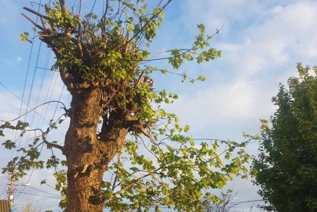 У Луцьку енергетики придумали унікальний метод обрізання дерев (Фото)