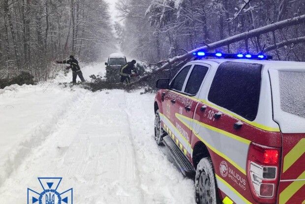 На Волині негода поламала дерева (Фото)