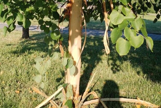 У Ковелі шукають варварів, які нищать сакури (Фото)