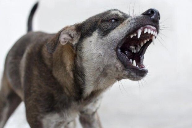 У громаді на Волині домашній пес тероризує місто