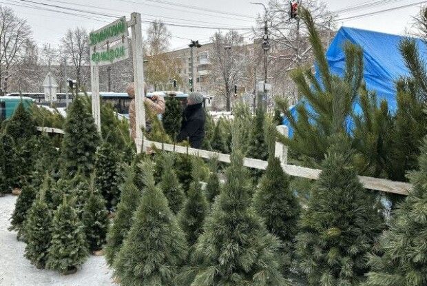 Де саме у Луцьку шукати новорічну ялинку цього року