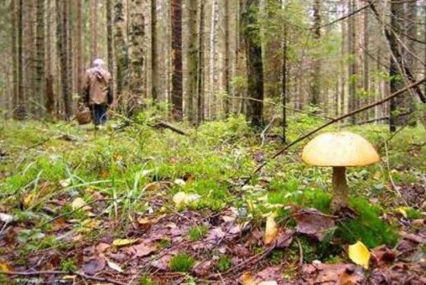 На Волині поліцейські врятували заблукалих грибників
