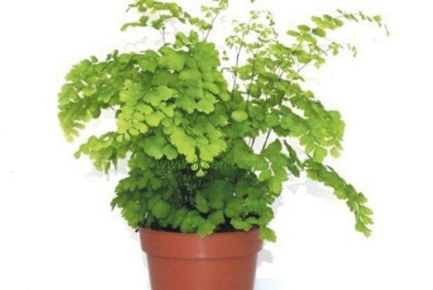 Волосся не Мілоської, але Венери