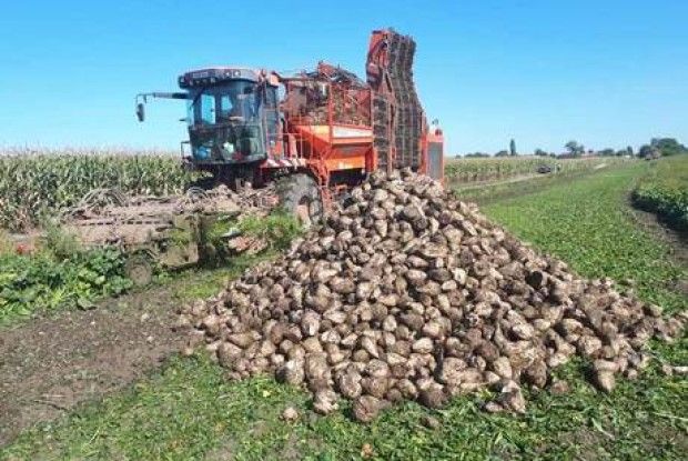 Чи вплинуть рекорди на вартість цукру?