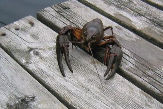 З 20 серпня на Волині забороняється вилов раків