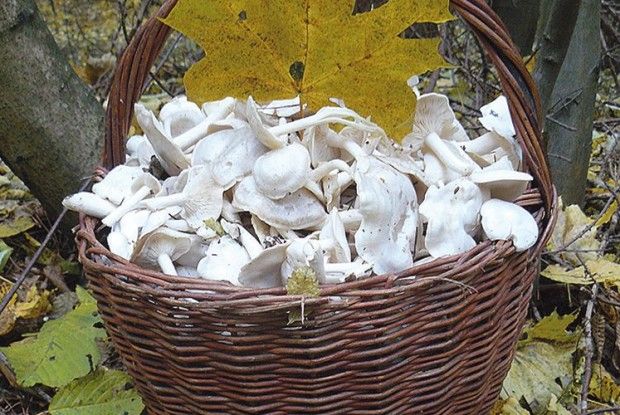 Пан Люпа до нинішніх заметів  ще встиг назбирати грудневих грибів