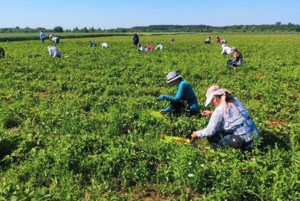 Не гірше, як у Польщі: скільки волиняни заробляють на місцевих плантаціях полуниць (Фото)