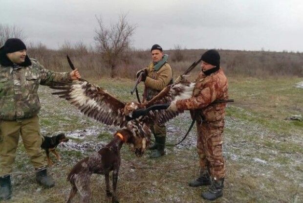 «Орли Авакова» застрелили червонокнижного беркута і взялися вихвалятися «трофеєм»