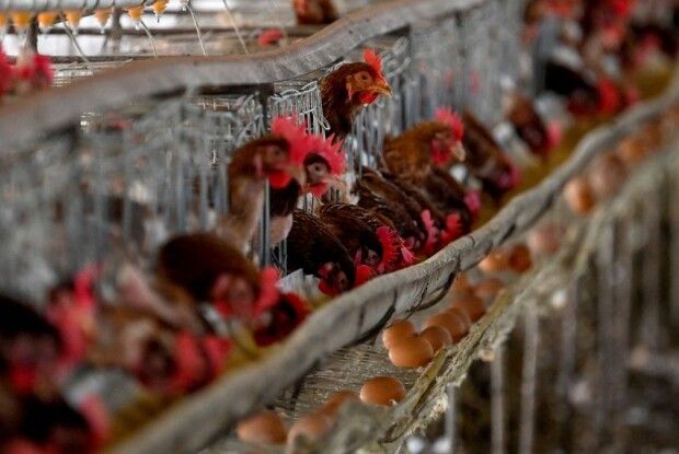 На Волині посилюють заходи проти небезпечних хвороб тварин