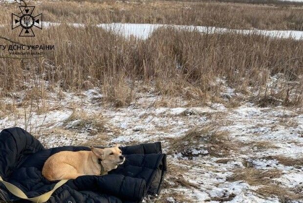 Вірний пес так і не дочекався господаря: рятувальники показали щемливе фото