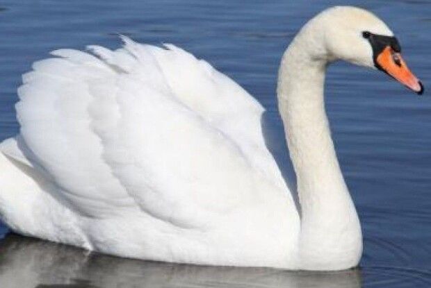 У волинському селі діти врятували лебедя