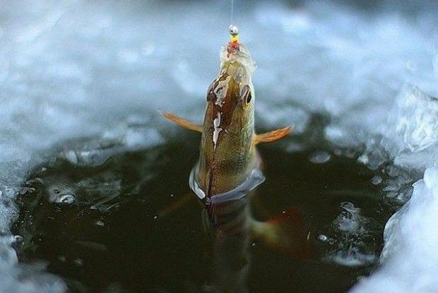 На Волині в різних місцях 56 разів засікли рибалок-порушників 