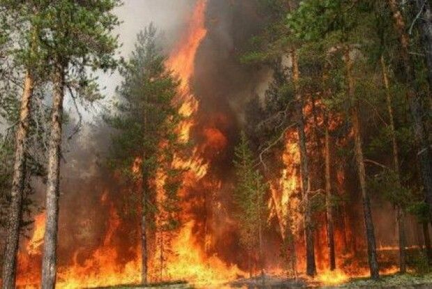 На Рівненщині горить один з найбільших заповідників України (відео)