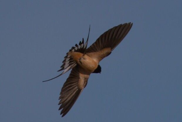Серпиками крил стинають тишу