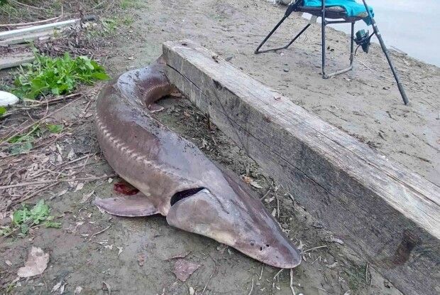 У Дунаї спіймали червонокнижного осетра, якого вважали зниклим