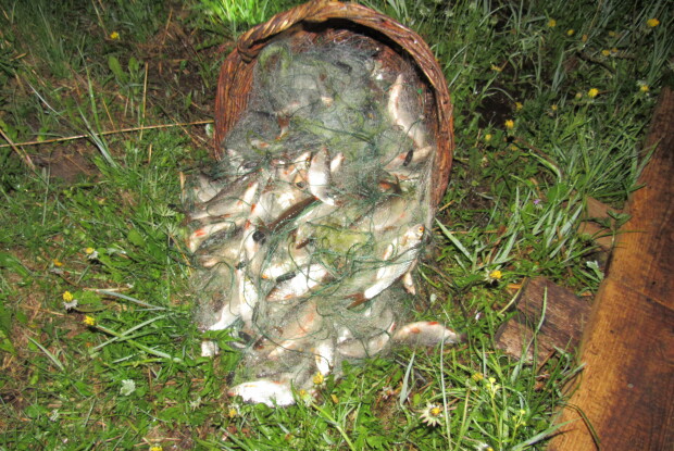 Понад дві сотні рибин спіймали волиняни сіткою. Їм загрожує кримінал (Фото)